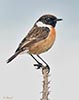 Stonechat