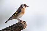 Goldfinch