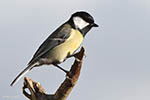 Great Tit