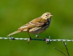 Meadow Pipit