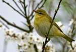 Willow Warbler
