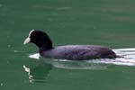 Coot