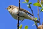 Chiffchaff