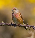 Linnet