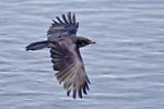 Carrion Crow