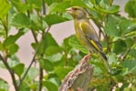Greenfinch