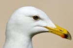 Herring Gull Portrait