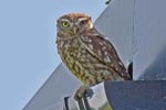 Little Owl