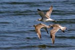 Bat-tailed Godwit