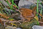 Wren