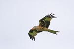 Red Kite