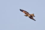 Red Kite