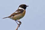 Male Stonechat