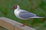 Black-Headed Gull