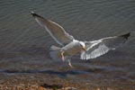 Herring Gull