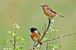Pair of Stonechats