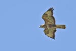 Buzzard