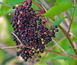 Elderberries