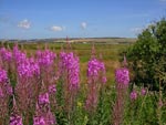 Rosebay Willowherb