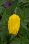 Yellow Poppy