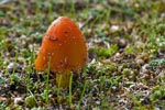 Blackening Wax Cap