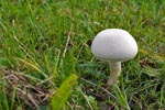 Field Mushroom