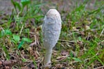 Shaggy Ink Cap