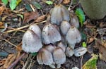 Common Ink Cap
