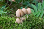 Glistening Ink Cap