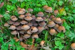 Glistening Ink Cap