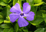 Periwinkle