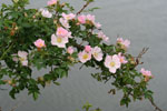 Dog Rose