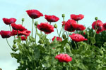 Poppies