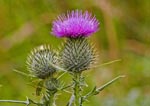 Spear Thistle with Cricket on stem