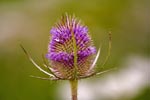 Teasel