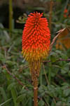 Red Hot Poker