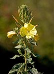 Common Evening Primrose