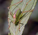 Speckled Bush Cricket