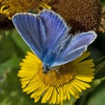 Common Blue