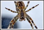 Garden Spider