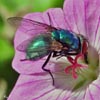 Greenbottle