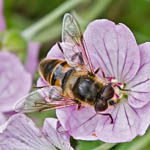 Hover-Fly