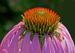 Flower Head