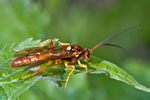 Ichneumon Wasp