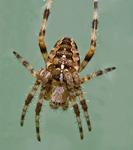 Garden Spider