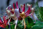 Honeysuckle