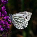 Large White