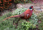 Cock Pheasant