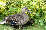 Female Mallard & Ducklings