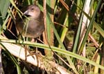 Juvenile Moorhen